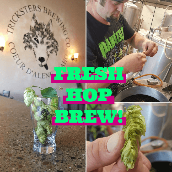 Hey everyone just informing you that we’re brewing our first fresh hop of the…